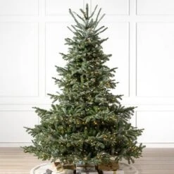 Northlight Sale Store 21 Balsam Hill 6.5' Clear LED European Fir Tree